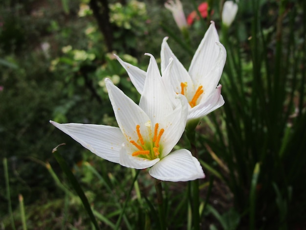 Close-up of white crocus flower