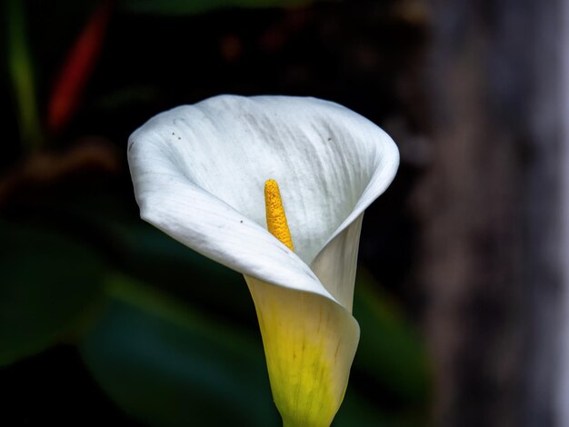 Foto prossimo piano di un fiore di croco bianco