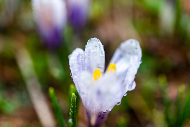 Photo close-up of white crocus flower