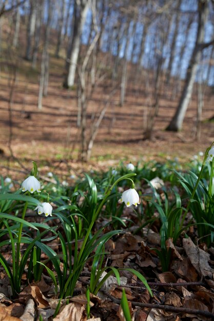 Foto prossimo piano di fiori di crocus bianchi sul campo