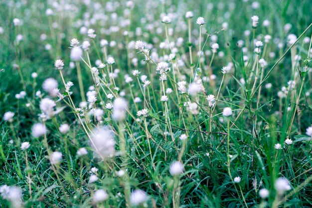 Close-up of white crocus flowers on field