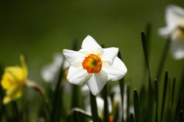 Close-up of white daffodil flower