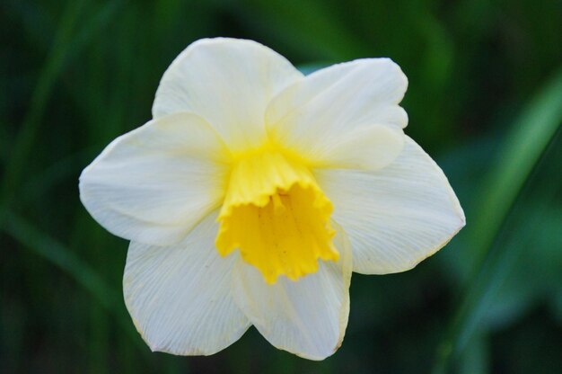 Photo close-up of white daffodil flower