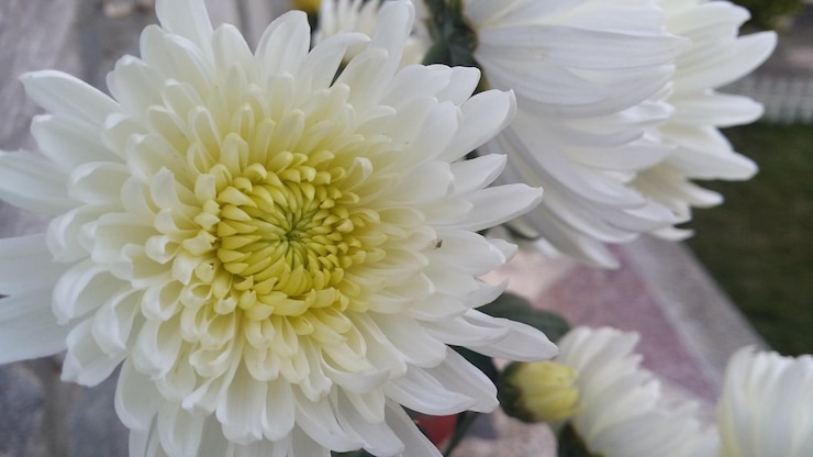 Photo 白いダリアの花のクローズアップ