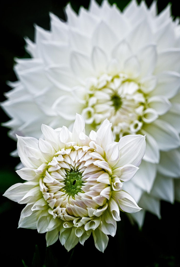 Photo 白いダリアの花のクローズアップ
