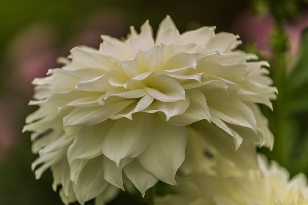 Photo close-up of white dahlia