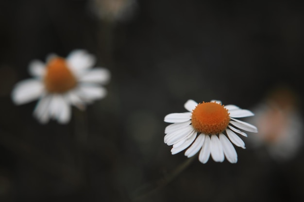 Photo close-up of white daisies blooming outdoors