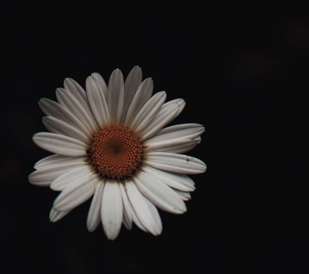 Foto close-up di margherita bianca su sfondo nero