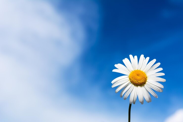 Photo close-up of white daisy against blue sky