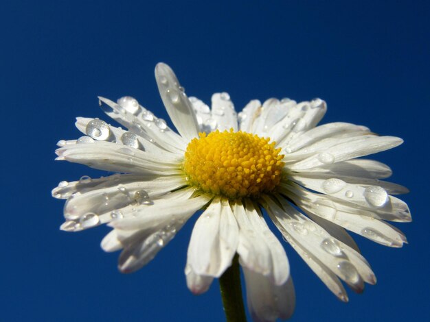 Close-up of white daisy against blue sky