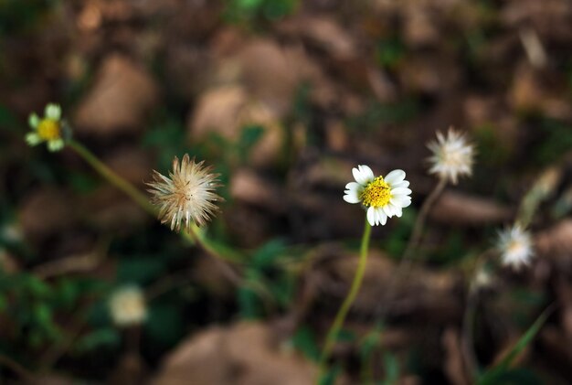 Photo close-up of white daisy blooming in field