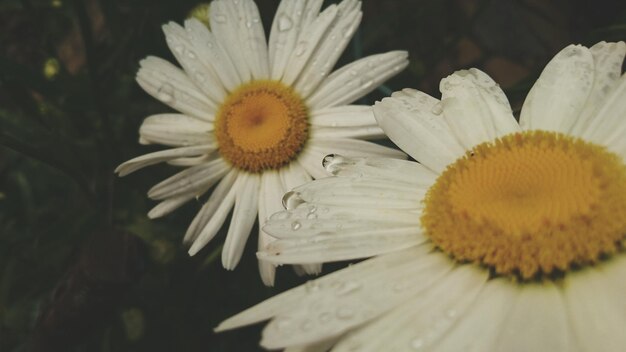 Photo close-up of white daisy blooming outdoors