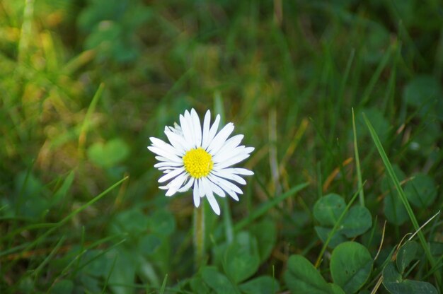 Close-up of white daisy flower on field