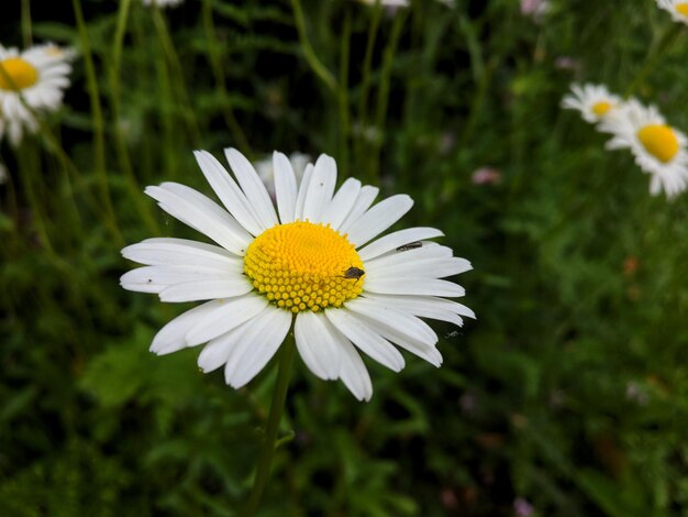 Close-up of white daisy flower on field