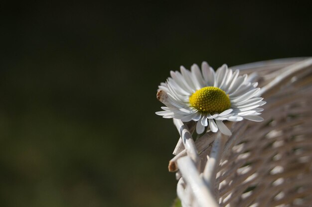 Foto prossimo piano del fiore di margherita bianca