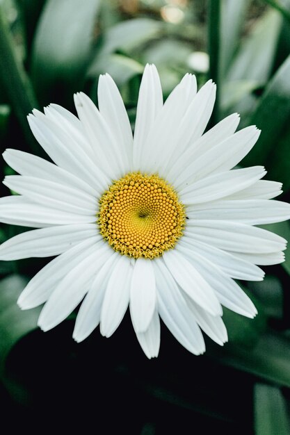 Foto prossimo piano del fiore di margherita bianca