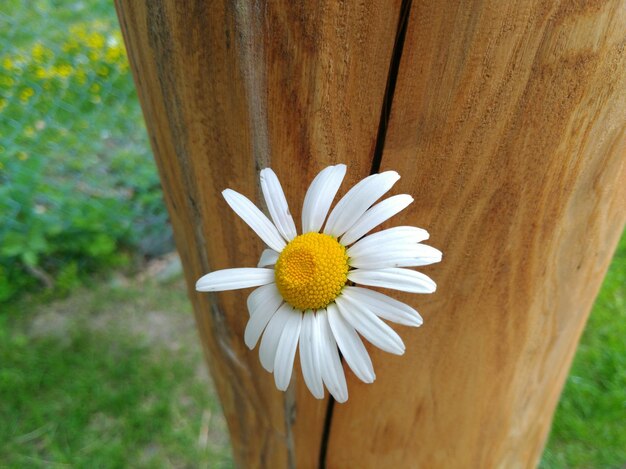 Close-up of white daisy flower