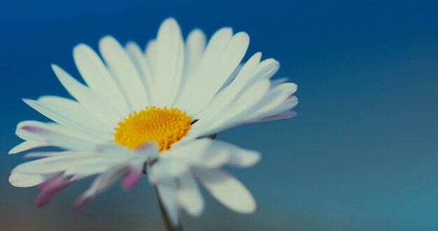 Close-up of white daisy flower