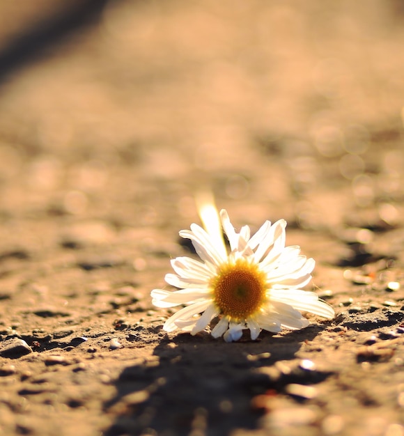 Photo close-up of white daisy flower