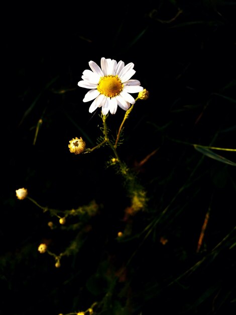 Foto prossimo piano del fiore di margherita bianca