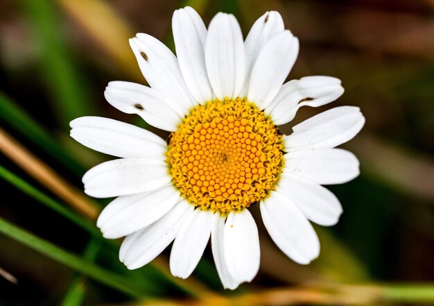 Foto prossimo piano del fiore di margherita bianca