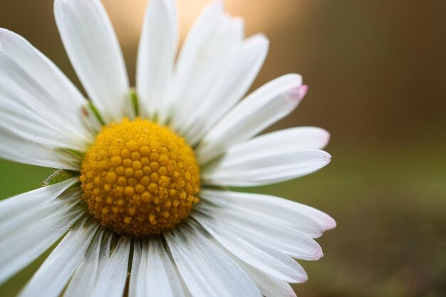 Close-up of white daisy flower