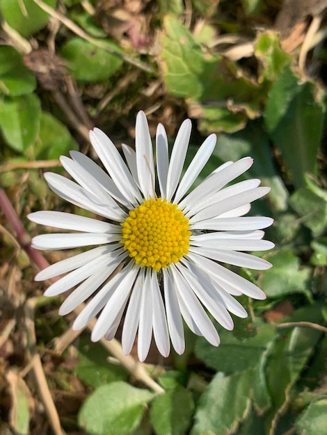 Foto prossimo piano del fiore di margherita bianca