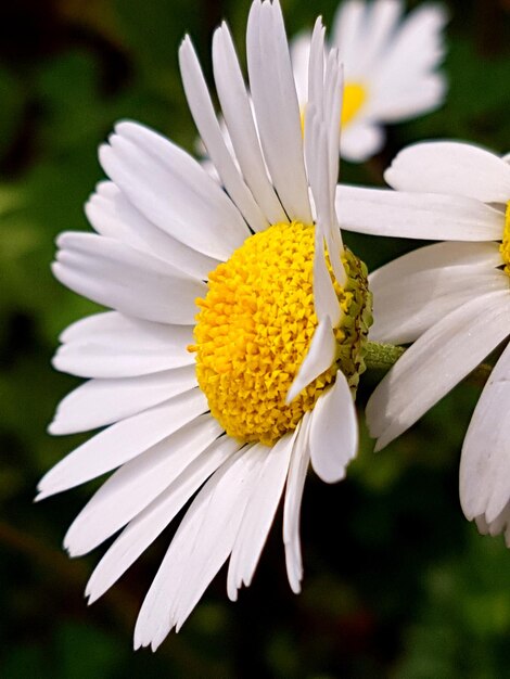 Close-up of white daisy flower