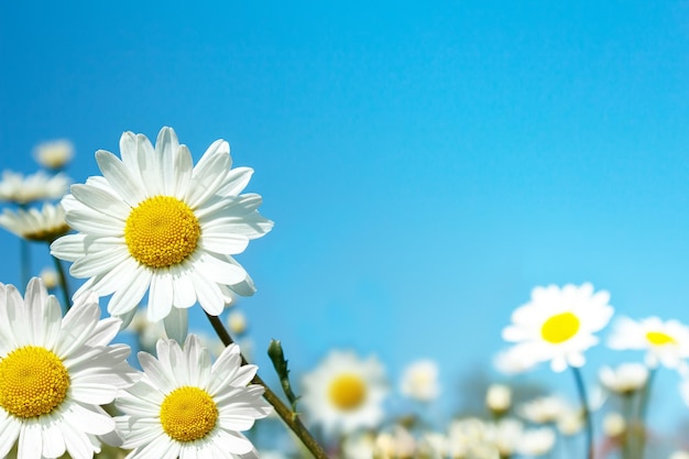 Close-up of white daisy flowers against sky