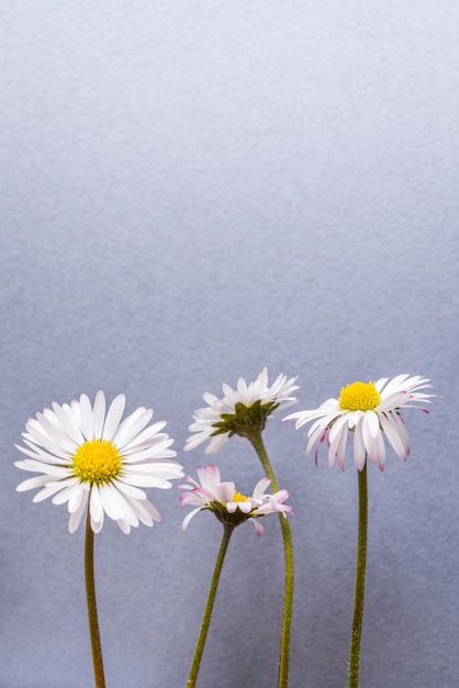 Close-up of white daisy flowers against wall