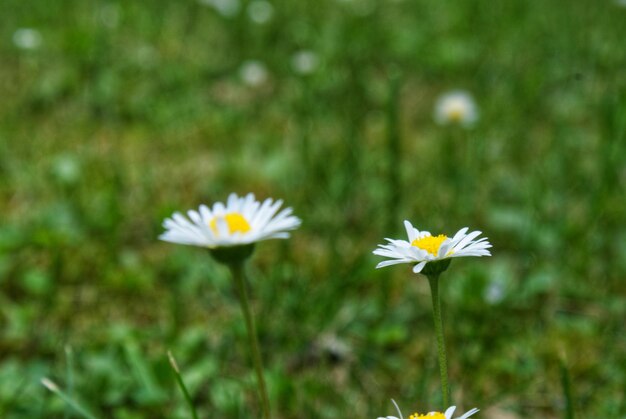 Close-up of white daisy flowers on field