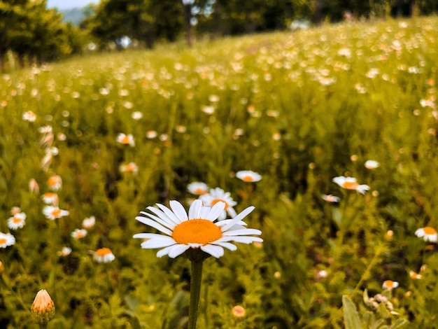 Photo close-up of white daisy flowers on field