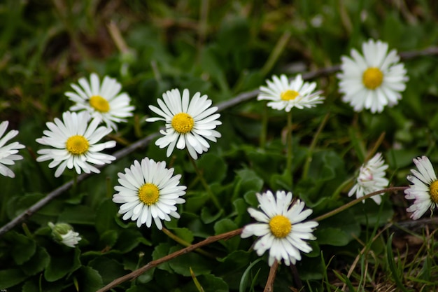 野原 の 白い デイジー の 花 の クローズアップ