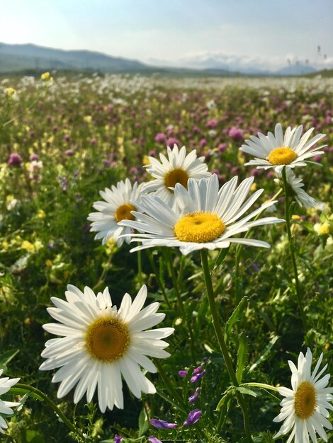 Close-up of white daisy flowers on field