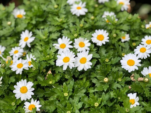 Foto close-up di fiori di margherita bianca sul campo