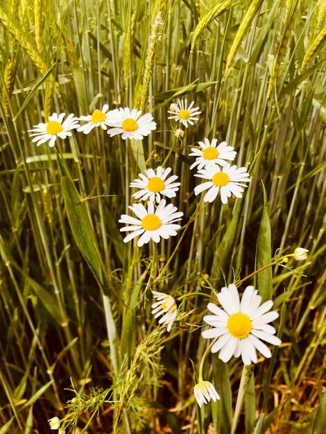 Photo close-up of white daisy flowers on field