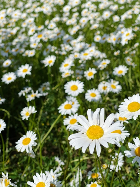 Foto close-up di fiori di margherita bianca sul campo