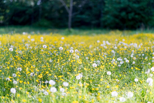 Close-up of white daisy flowers in field