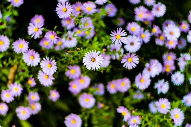 Close-up of white daisy flowers growing outdoors