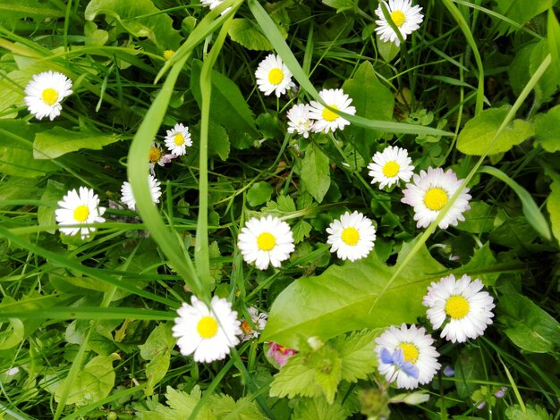 Photo close-up of white daisy flowers