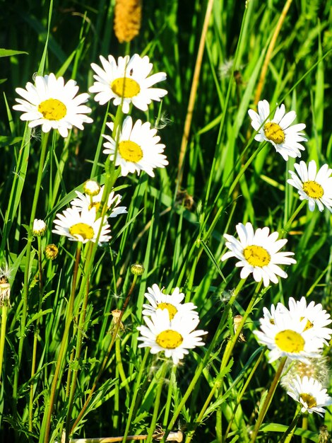 Close-up of white daisy flowers