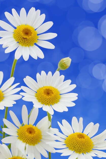 Close-up of white daisy flowers