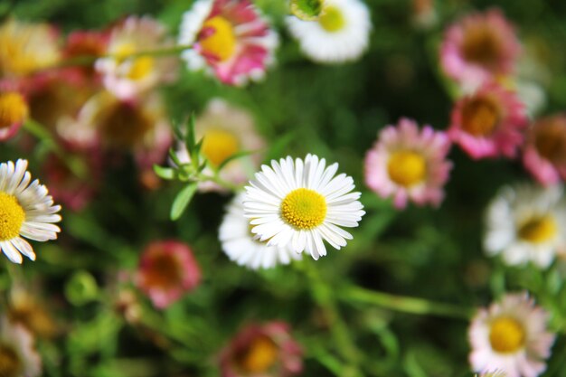 Close-up of white daisy flowers