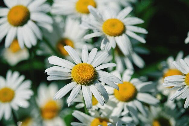 Close-up of white daisy flowers