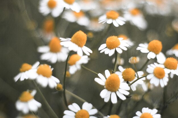 Photo close-up of white daisy flowers