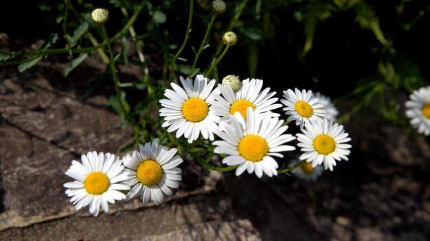 Close-up of white daisy flowers