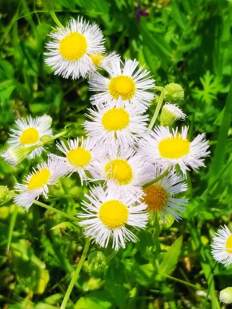 Close-up of white daisy flowers