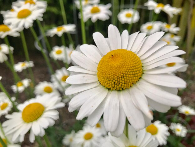 Close-up of white daisy flowers