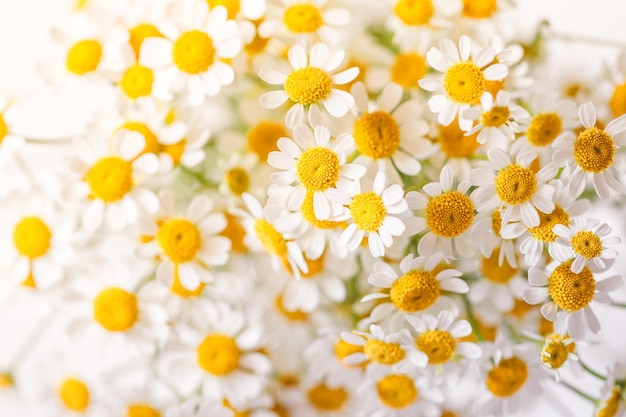 Photo close-up of white daisy flowers