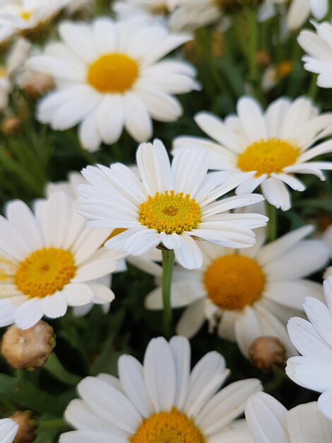 Close-up of white daisy flowers